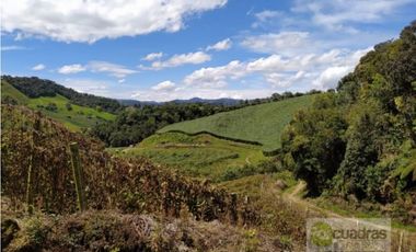 Finca en Venta en Buenavista La Unión con 3 Nacimientos de Agua