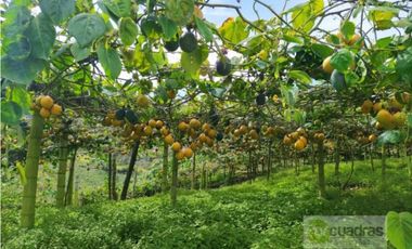 Finca en Venta en Buenavista La Unión con 3 Nacimientos de Agua