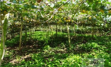 Finca en Venta en Buenavista La Unión con 3 Nacimientos de Agua