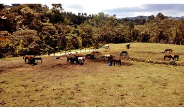 LOTE DE 19.575M2 EN GUARNE CON 60M2 CONSTRUUIDOS