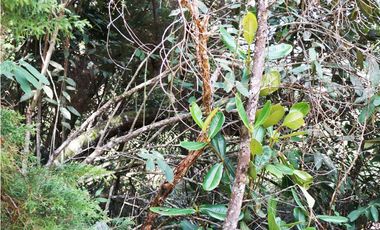 LOTE EN GUARNE DE 24.095 M2