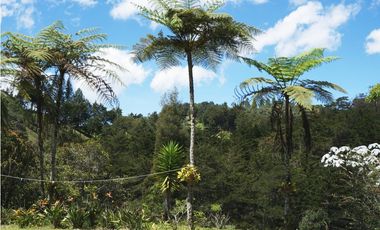 Venta casa campestre con bosque y subdivisión