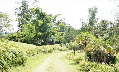 FINCA VIA SAN ANTONIO LA CEJA DE 22.400 M2