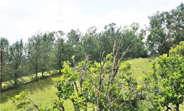FINCA VIA SAN ANTONIO LA CEJA DE 22.400 M2