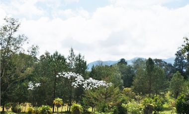 FINCA VIA SAN ANTONIO LA CEJA DE 22.400 M2