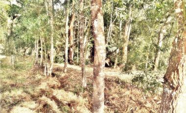 LOTE CON 8.300 M² PARCELACION ABIERTA EN VEREDA LOS PINOS