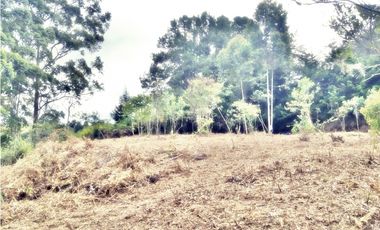 LOTE EN VEREDA LOS PINOS