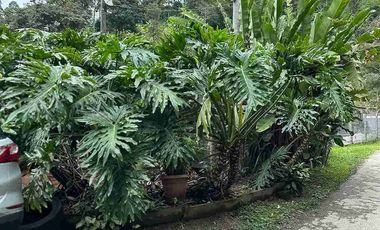 CASA CAMPESTRE EN VENTA EN LA VIOLETA - MANIZALES