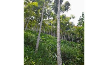 Lote sembrado de madera en Angelopolis (Ant)