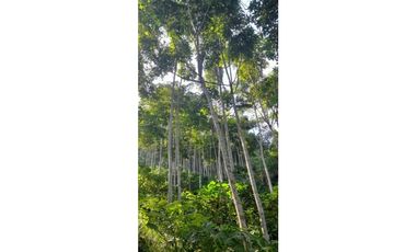 Lote sembrado de madera en Angelopolis (Ant)