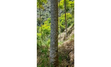 Lote sembrado de madera en Angelopolis (Ant)