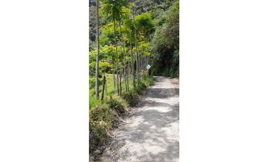 Lote sembrado de madera en Angelopolis (Ant)