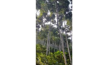 Lote sembrado de madera en Angelopolis (Ant)