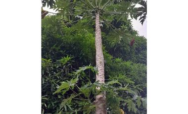 VENDO CASAS Y RESTAURANTE EN MARIATO