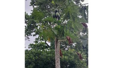 VENDO CASAS Y RESTAURANTE EN MARIATO