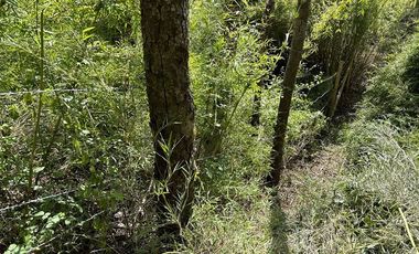 Parcela en Venta en Camino Termas de Chillan Km 47
