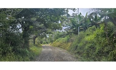 VENDO PALMIRA ABAJO 4.5 HAS SEMBRADA CON.CAFE