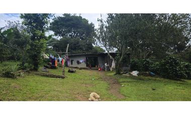 VENDO PALMIRA ABAJO 4.5 HAS SEMBRADA CON.CAFE