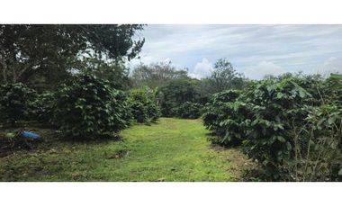 VENDO PALMIRA ABAJO 4.5 HAS SEMBRADA CON.CAFE