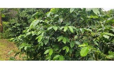 VENDO PALMIRA ABAJO 4.5 HAS SEMBRADA CON.CAFE