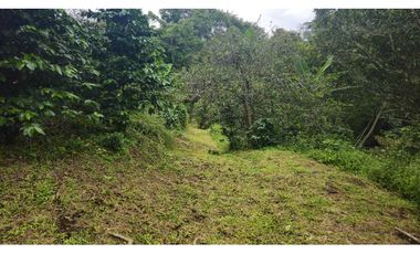 VENDO PALMIRA ABAJO 4.5 HAS SEMBRADA CON.CAFE