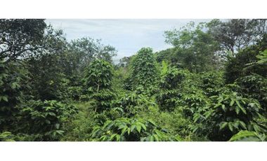 VENDO PALMIRA ABAJO 4.5 HAS SEMBRADA CON.CAFE