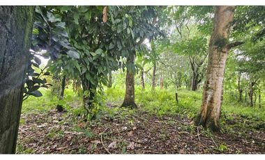 VENDO.LOTE 2000 M2 EN.PALMIRA BOQUETE