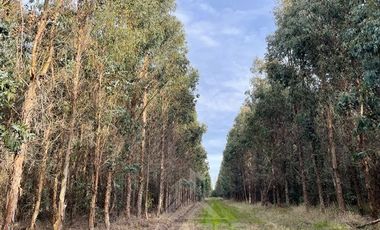 Agrícola en Venta en Terreno La Quinta ubicado a 1300 metros al sur del enlace Cabrero con ruta 5 Sur