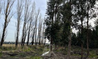 Agrícola en Venta en Terreno La Quinta ubicado a 1300 metros al sur del enlace Cabrero con ruta 5 Sur