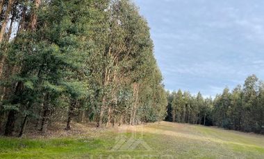 Agrícola en Venta en Terreno La Quinta ubicado a 1300 metros al sur del enlace Cabrero con ruta 5 Sur