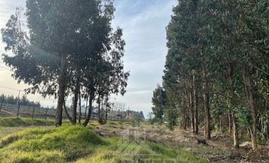 Agrícola en Venta en Terreno La Quinta ubicado a 1300 metros al sur del enlace Cabrero con ruta 5 Sur