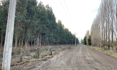 Agrícola en Venta en Terreno La Quinta ubicado a 1300 metros al sur del enlace Cabrero con ruta 5 Sur