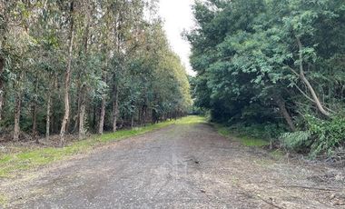 Agrícola en Venta en Terreno La Quinta ubicado a 1300 metros al sur del enlace Cabrero con ruta 5 Sur