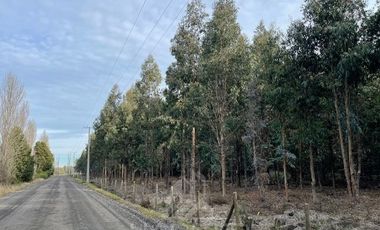 Agrícola en Venta en Terreno La Quinta ubicado a 1300 metros al sur del enlace Cabrero con ruta 5 Sur