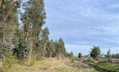 Agrícola en Venta en Terreno La Quinta ubicado a 1300 metros al sur del enlace Cabrero con ruta 5 Sur
