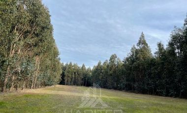 Agrícola en Venta en Terreno La Quinta ubicado a 1300 metros al sur del enlace Cabrero con ruta 5 Sur