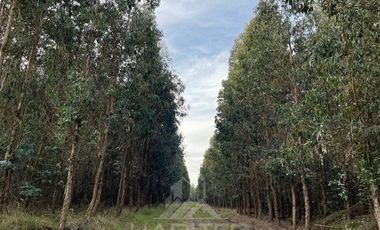Agrícola en Venta en Terreno La Quinta ubicado a 1300 metros al sur del enlace Cabrero con ruta 5 Sur