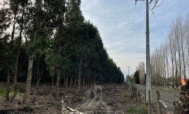 Agrícola en Venta en Terreno La Quinta ubicado a 1300 metros al sur del enlace Cabrero con ruta 5 Sur