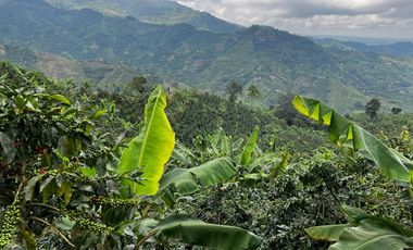 FINCA EN VENTA COMBIA -PEREIRA