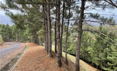 SE VENDE TERRENO EN ALTOS DEL MARIA POR BUENA VISTA 3828 M2