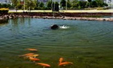 Casa 160 en Venta en Paraje Casas de Autor, San Agustin, Tlajomulco