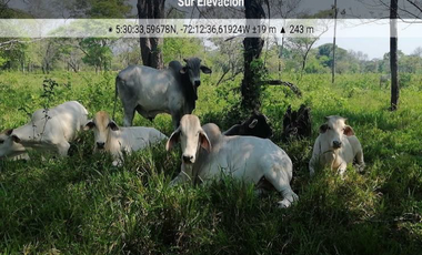 FINCA AGROGANADERA - NUNCHIA, CASANARE,