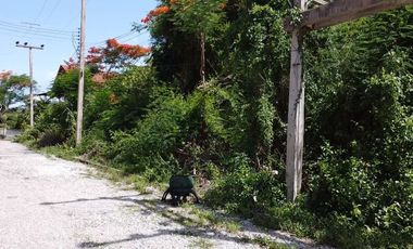 Land for sale in Bang Kao, Phetchaburi