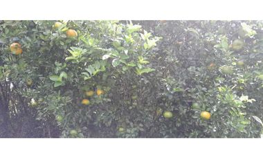Lindo Lote Plano cerca La Gran via- La Mesa (muy buen agua)