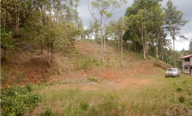 TERRENO / ALTOS DE CERRO AZUL / 2363 M2 / CON PAISAJISMO