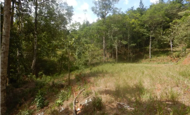 TERRENO / ALTOS DE CERRO AZUL / 2363 M2 / CON PAISAJISMO