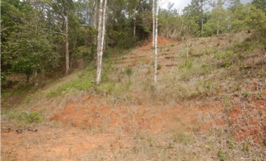 TERRENO / ALTOS DE CERRO AZUL / 2363 M2 / CON PAISAJISMO
