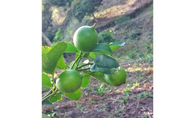 VENTA FINCA TURISMO PLANTACION CAFETERA VERGARA CUNDINAMARCA
