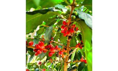VENTA FINCA TURISMO PLANTACION CAFETERA VERGARA CUNDINAMARCA