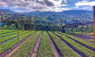 VENTA FINCA TURISMO PLANTACION CAFETERA VERGARA CUNDINAMARCA
